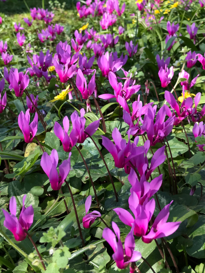 Cyclamen repandum 